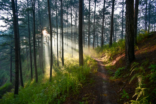 Why Natural Edges Are Secret Weapons for Creative Thinking