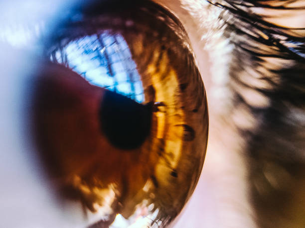 The Discerning Eye: How Artistic Observation Transforms Ordinary Sight