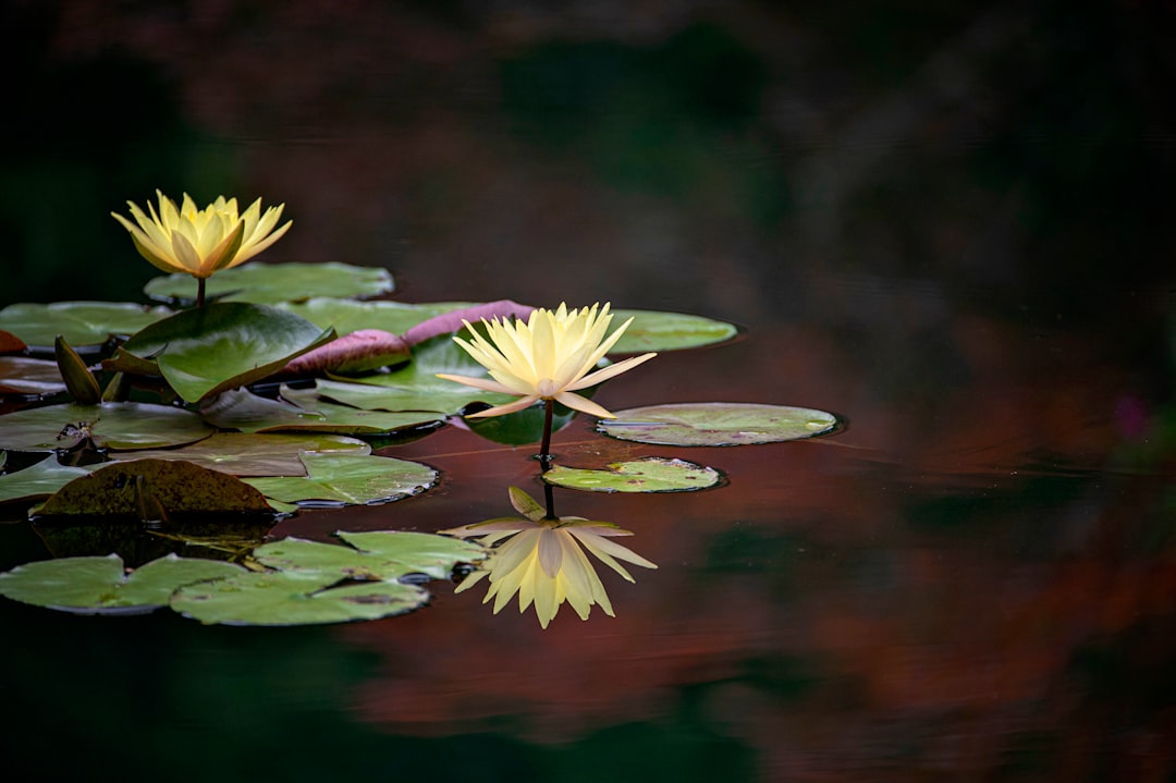 The Transformative Power of Self-Compassion in Personal Growth