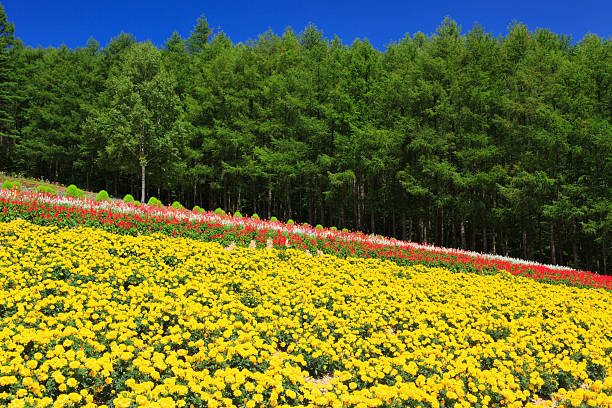 The Conscious Path to Peak Experience: How to Intentionally Access Flow States