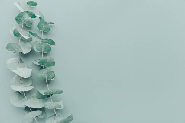 The Clear Mind Aroma: How Eucalyptus Enhances Mental Clarity