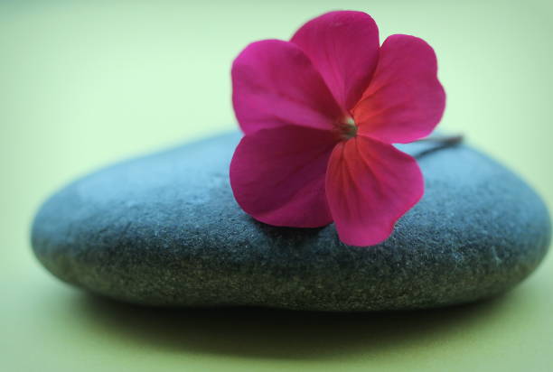 The Power of Singular Focus: Why a Single Object Anchors Meditation