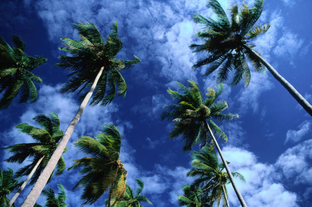 The Sun’s Steady Gaze: Why Tropical Climates Stay Warm Year-Round