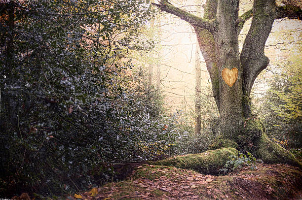 Why Walking in a Forest Without a Phone Can Rewire Your Creative Thinking