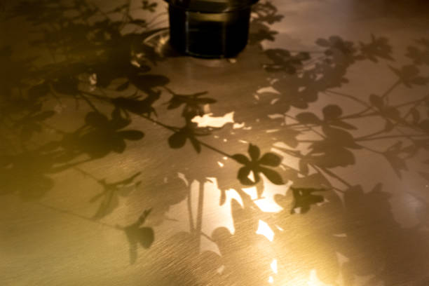 The Art of Seeing Light and Shadow