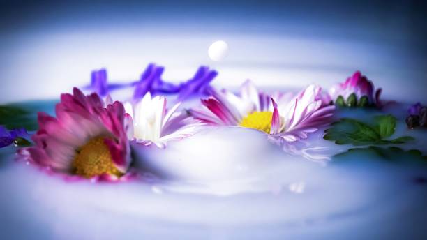 How Meditating on a Single Flower Can Unlock Creative Breakthroughs