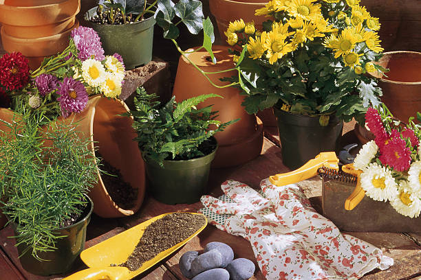 How Thinking Like a Gardener Can Grow Your Creative Ideas