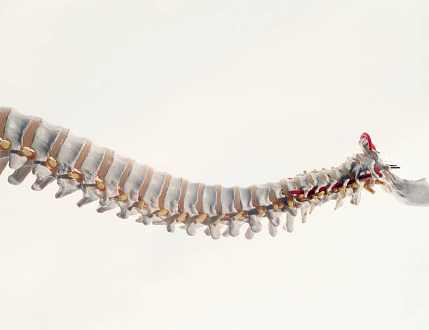 The Creative Power of Spinal Twists