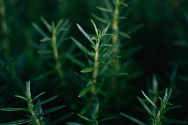 The Creative Power of Rosemary
